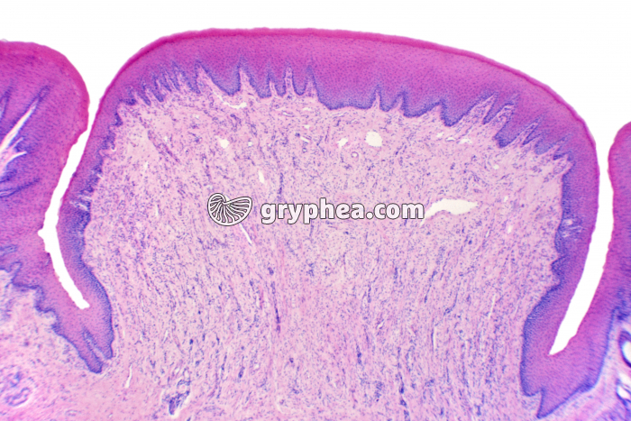 Papille caliciforme x10 - gryphea.org